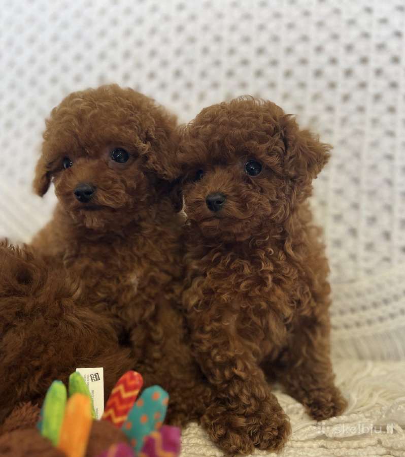 Kilmingi toy pudeliukai