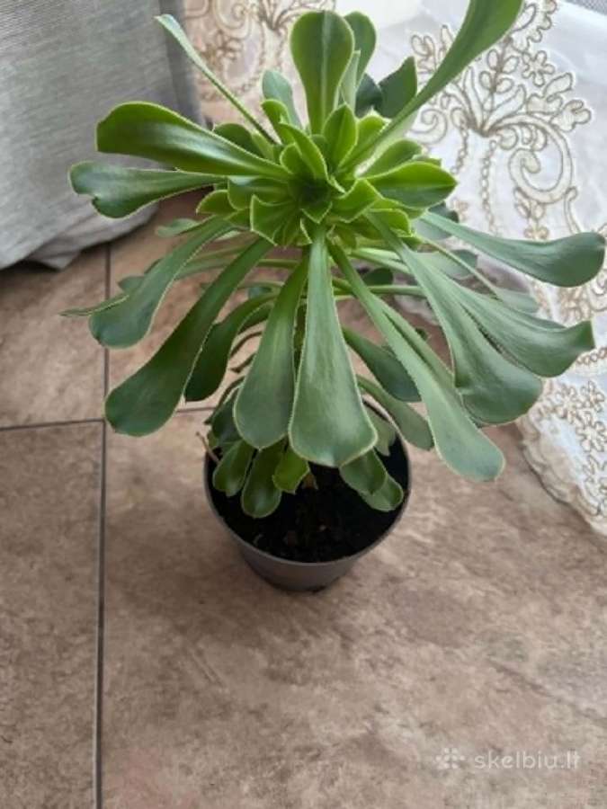 Sukulentas - Aeonium arboreum