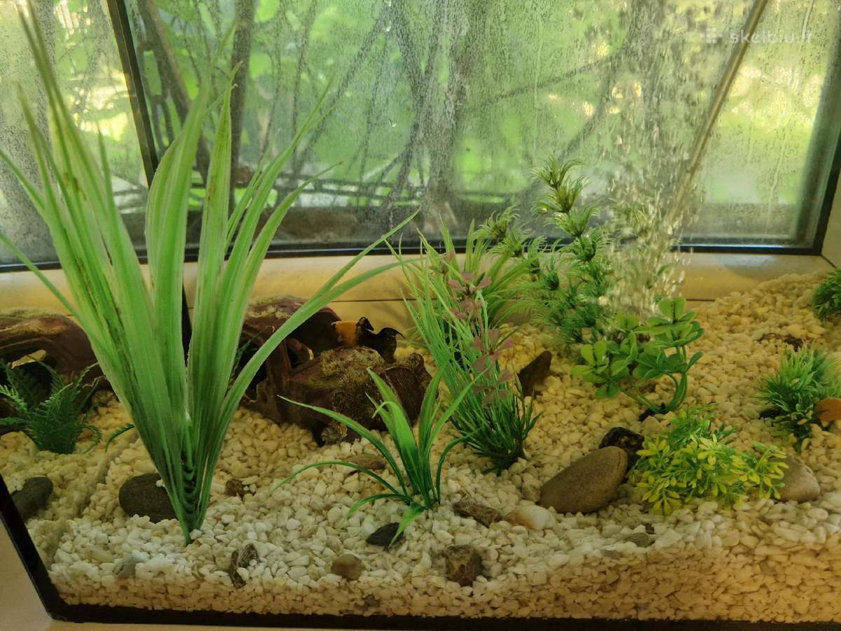 Akvariumas - nuotraukos Nr. 3