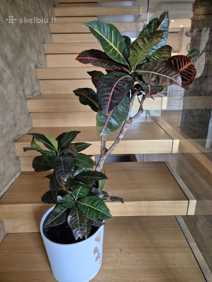 Kambarine gele"codiaeum". - nuotraukos Nr. 3