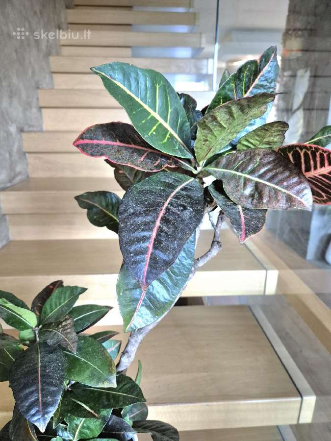 Kambarine gele"codiaeum". - nuotraukos Nr. 2