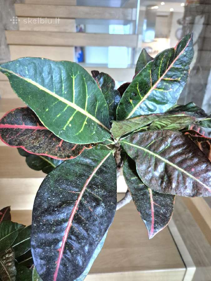 Kambarine gele"codiaeum". - nuotraukos Nr. 4