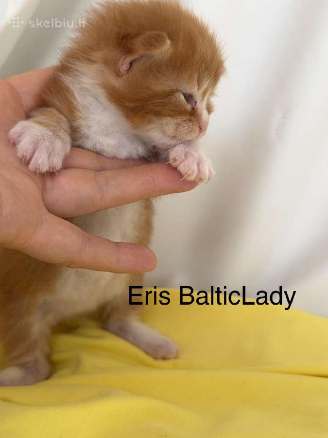 Kilmingas Meino Meškėnas Eris Balticlady