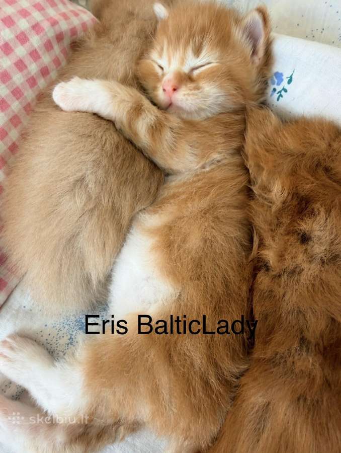 Kilmingas Meino Meškėnas Eris Balticlady - nuotraukos Nr. 2