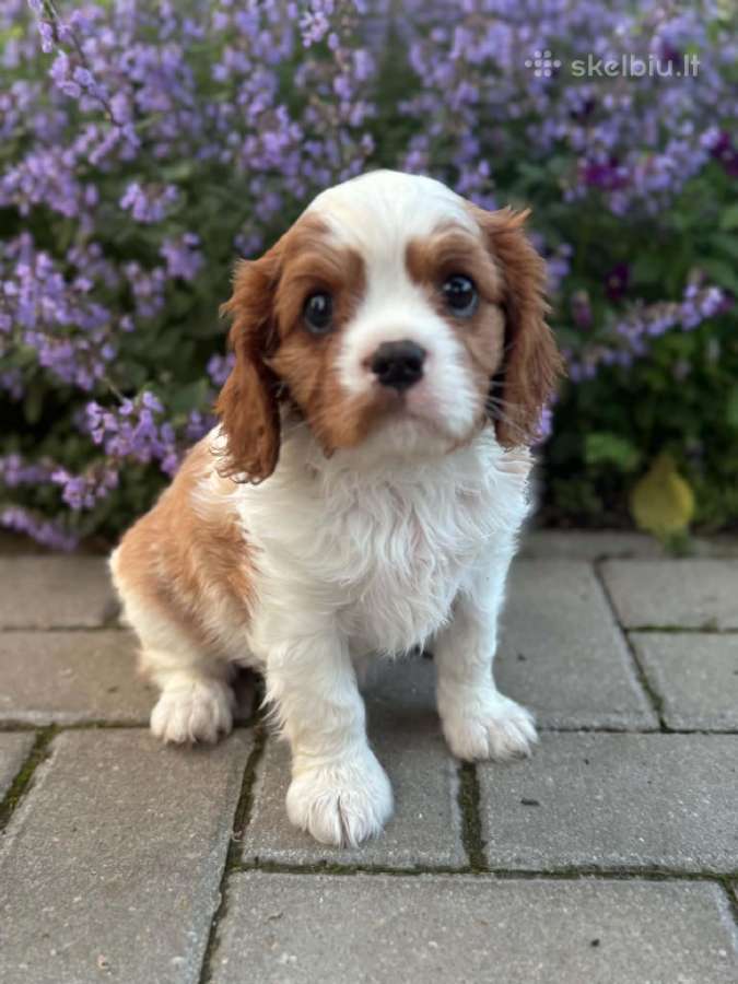 Kavalieriaus Karaliaus Karolio spanielis