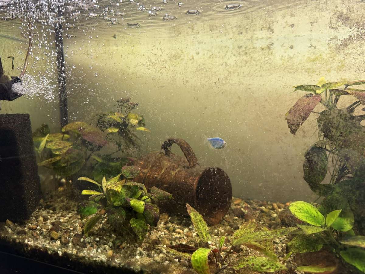 Akvariumas 220l su spintele - nuotraukos Nr. 5