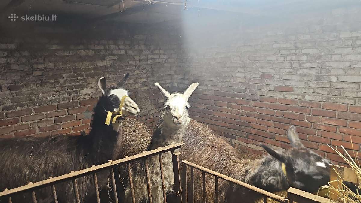 Parduodu Lamas