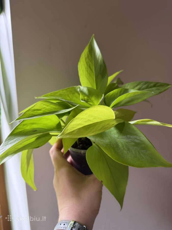 Parduodamas neon pothos