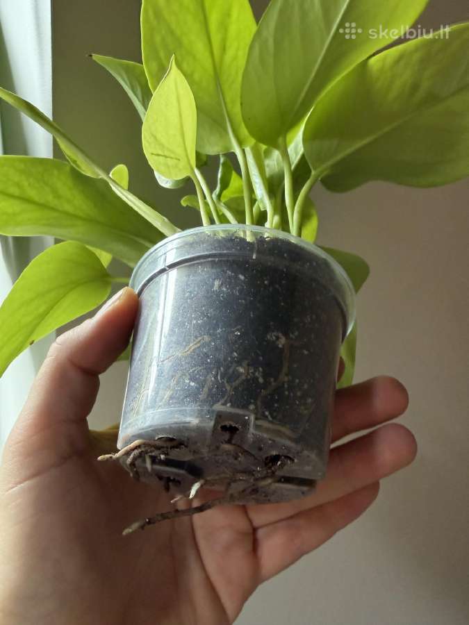 Parduodamas neon pothos - nuotraukos Nr. 2