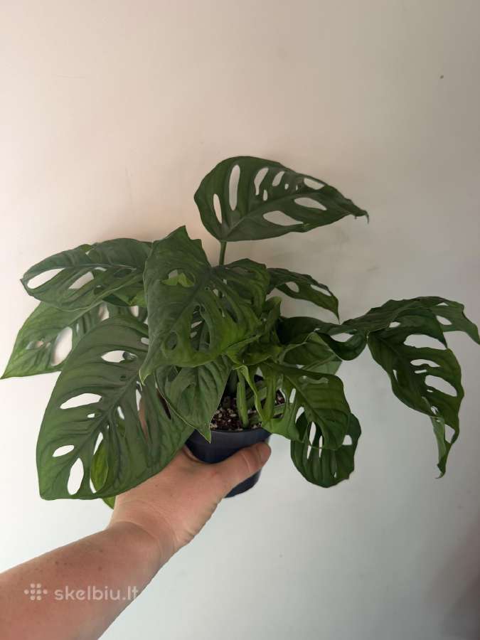 Parduodama monstera adansonii