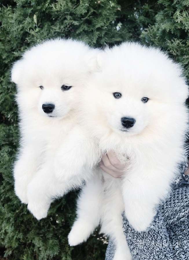 Samojedai