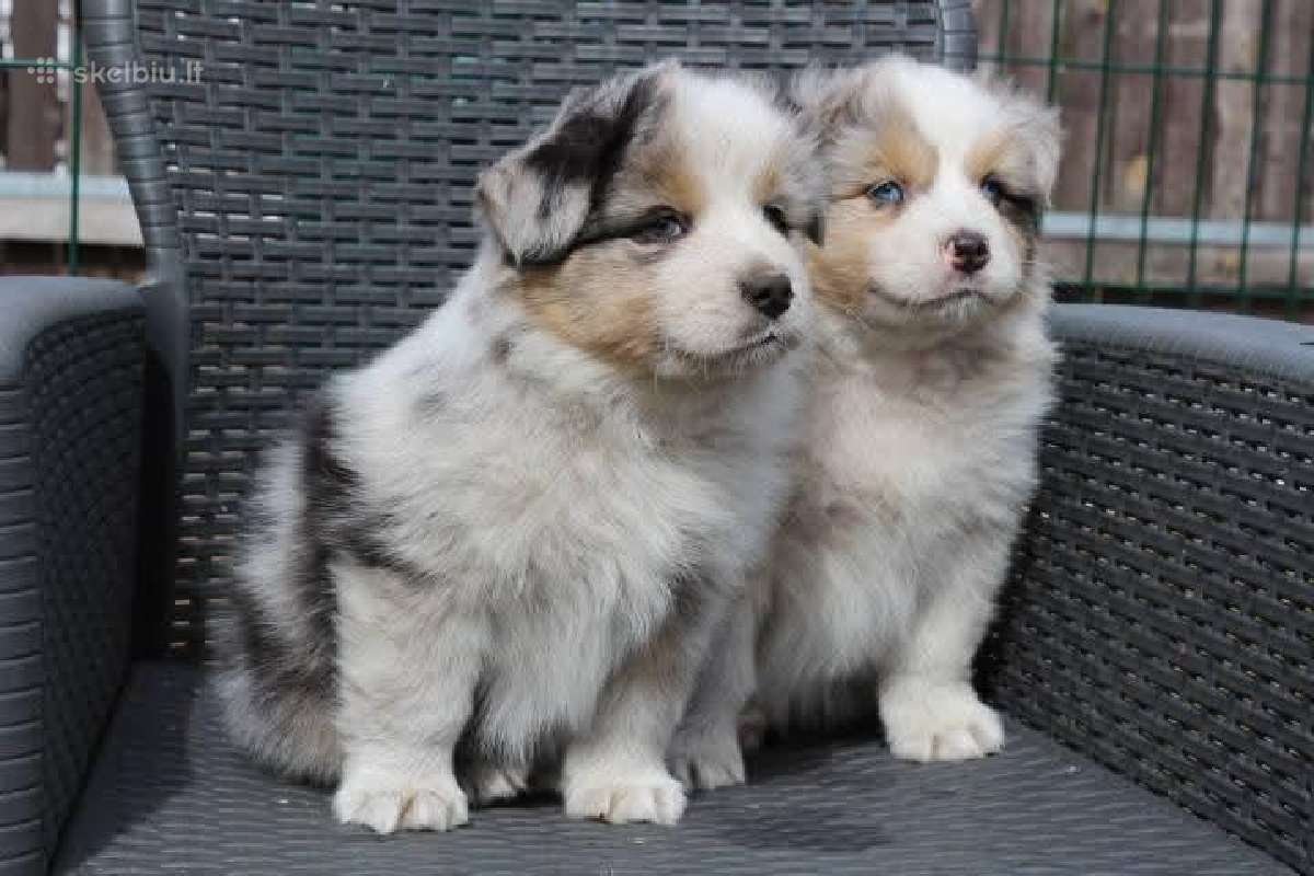 Aussi blue merle mergaite & berniukas