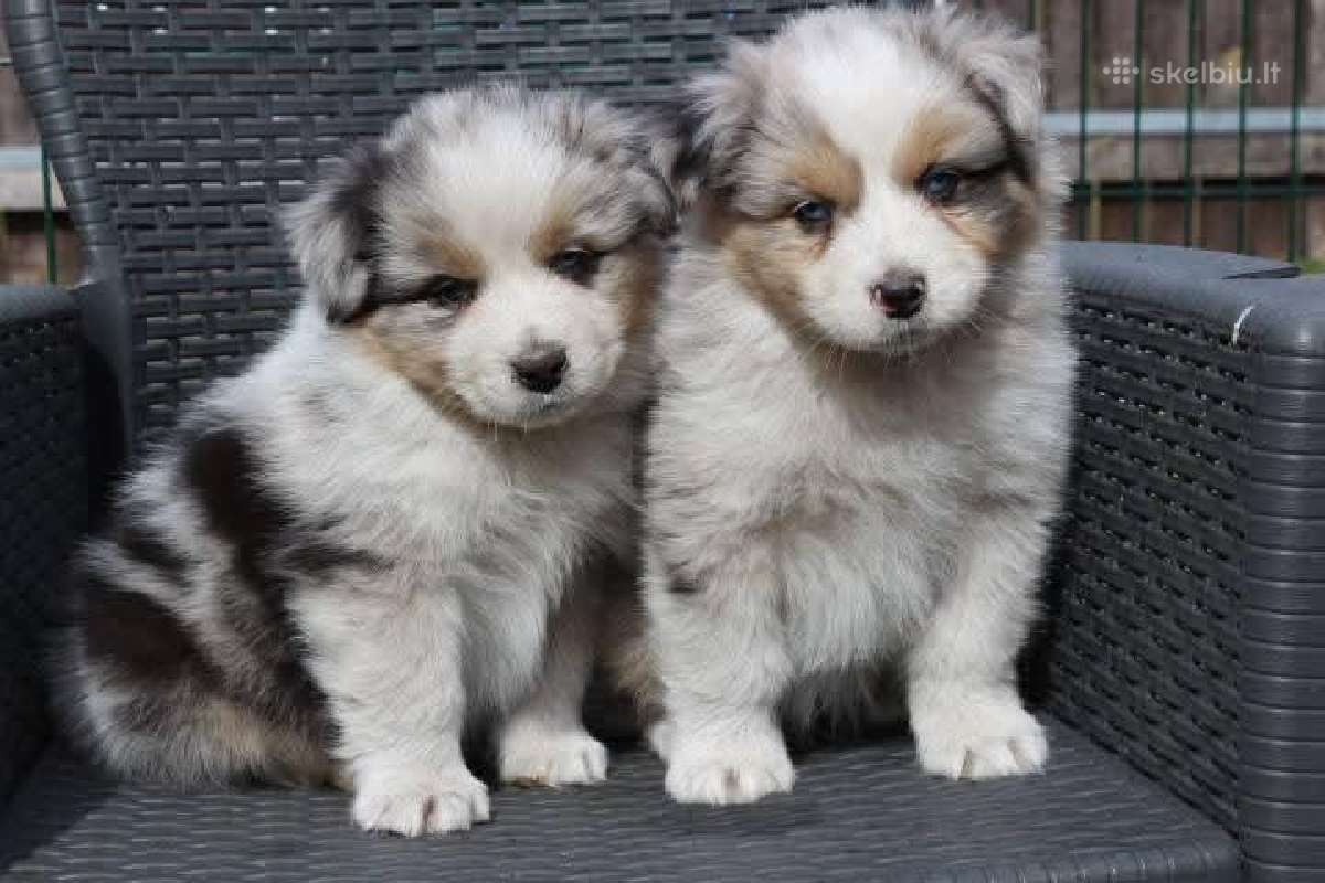 Aussi blue merle mergaite & berniukas