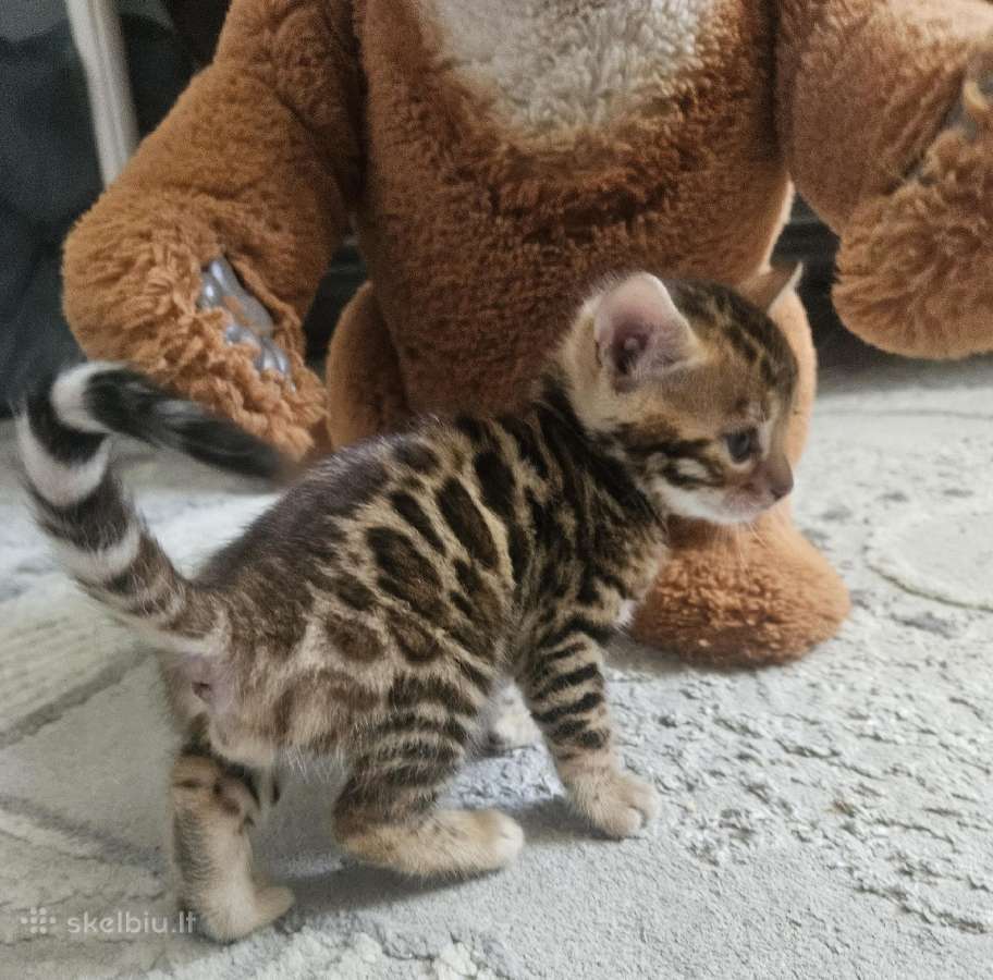 Bengalijos kilmingi kačiukai<3