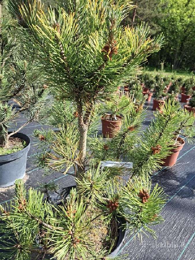 Dekoratyvūs augalai Vilnius - nuotraukos Nr. 9
