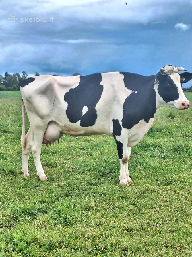 Parduodu šviažapienia karve