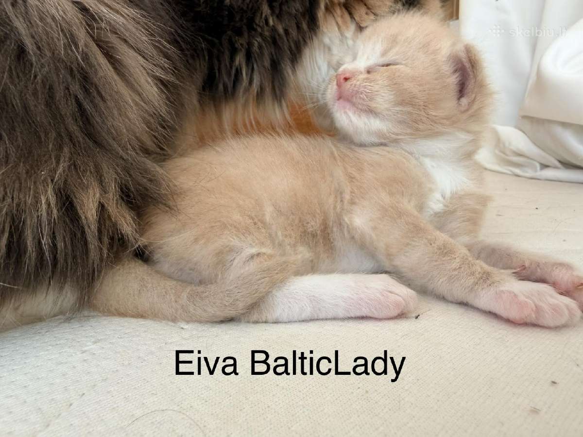 Kilminga Meino meškėnė Eiva Balticlady