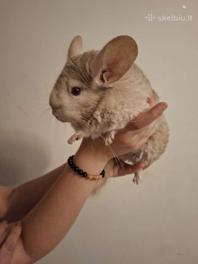 Šinšila