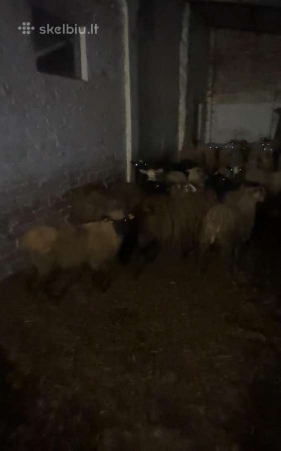 Perku avinus ir avis už gerą kainą. - nuotraukos Nr. 2