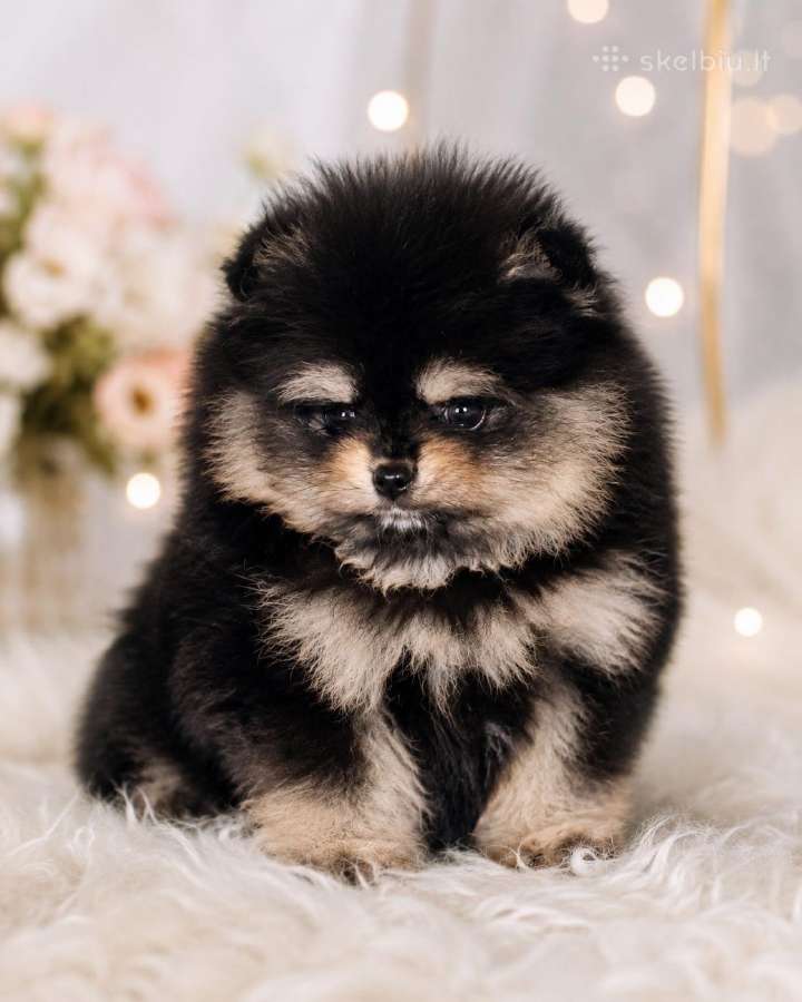 Pomeranijos špiciukas,babyface, mini bus