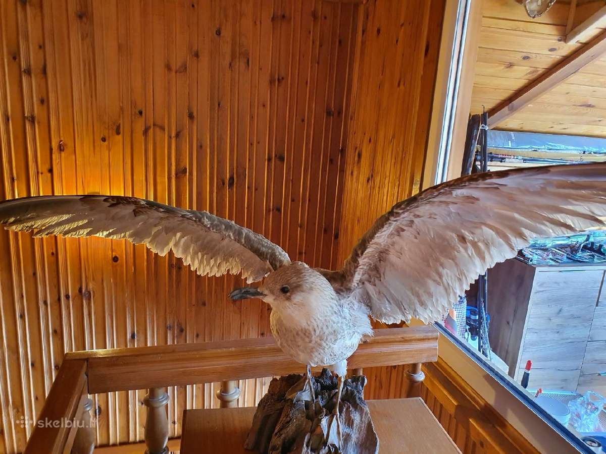 Nuostabus paukštis – 50 €