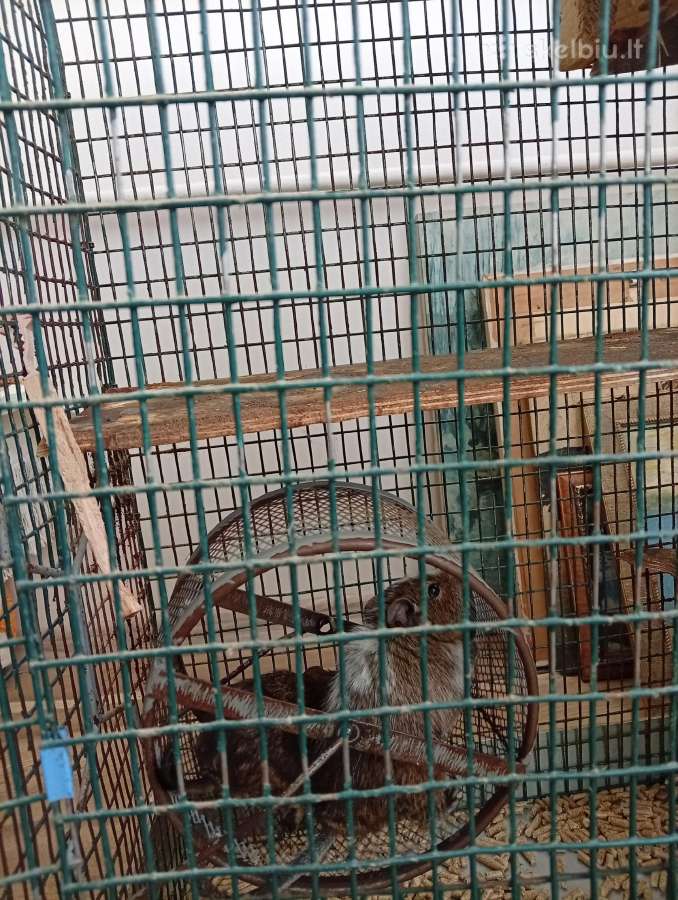 Dovanoju 3 Degu