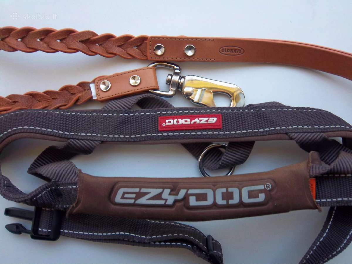 Ezydog petnesos su pavadeliu