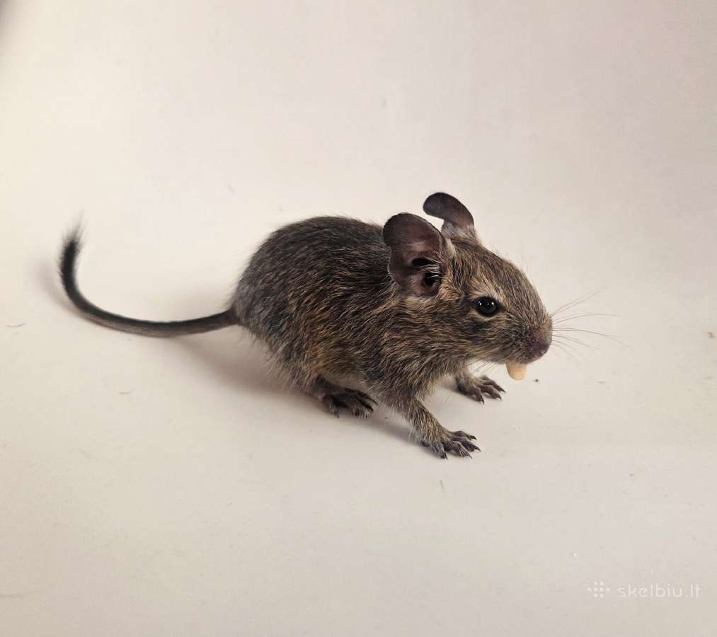 Degu mažyliai - nuotraukos Nr. 2