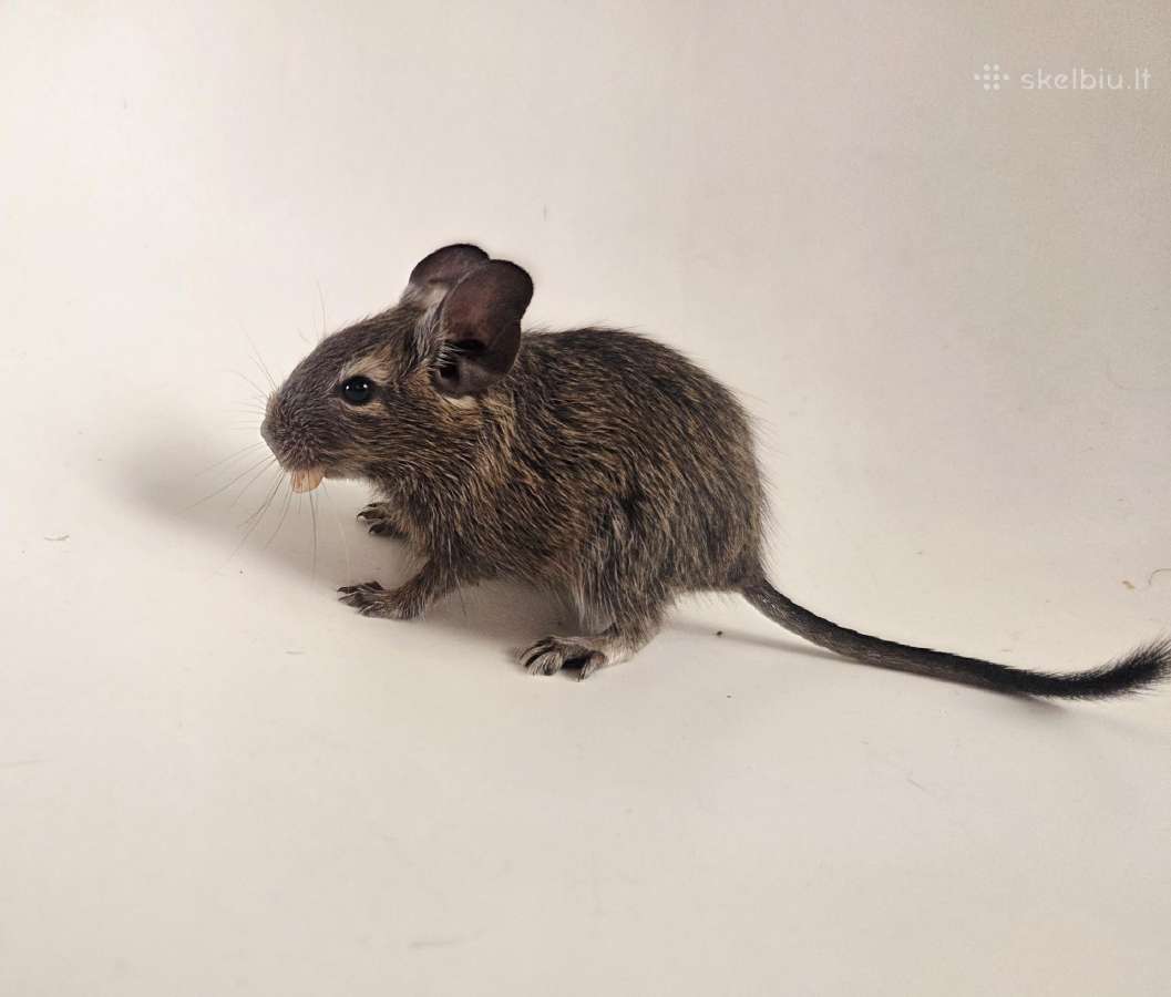 Degu mažyliai - nuotraukos Nr. 3