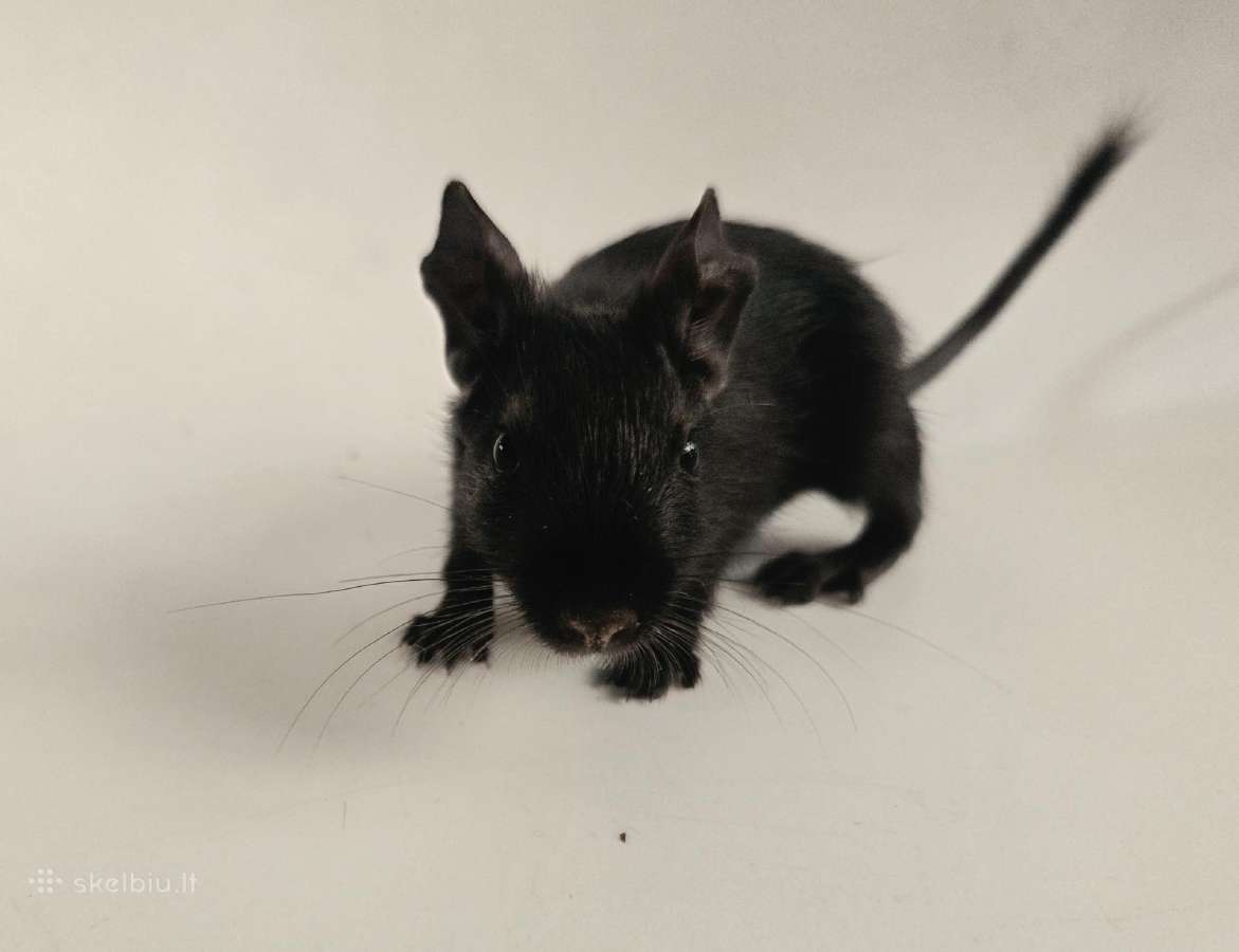 Degu mažyliai