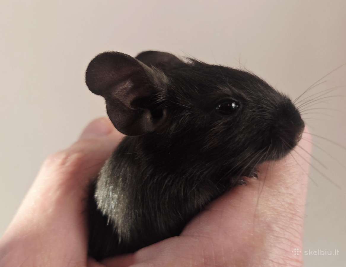 Degu mažyliai - nuotraukos Nr. 7