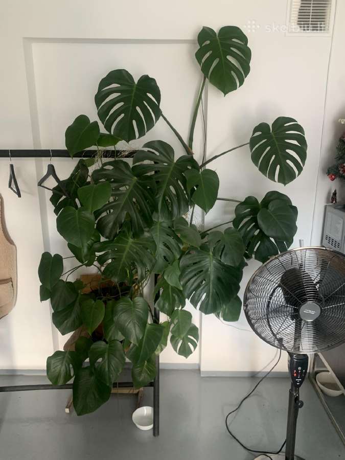 Gražiai nuaugusi Monstera