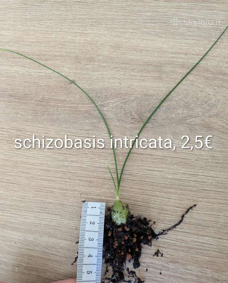 Sukulentai euphorbia platuclada, gasteria ir kiti