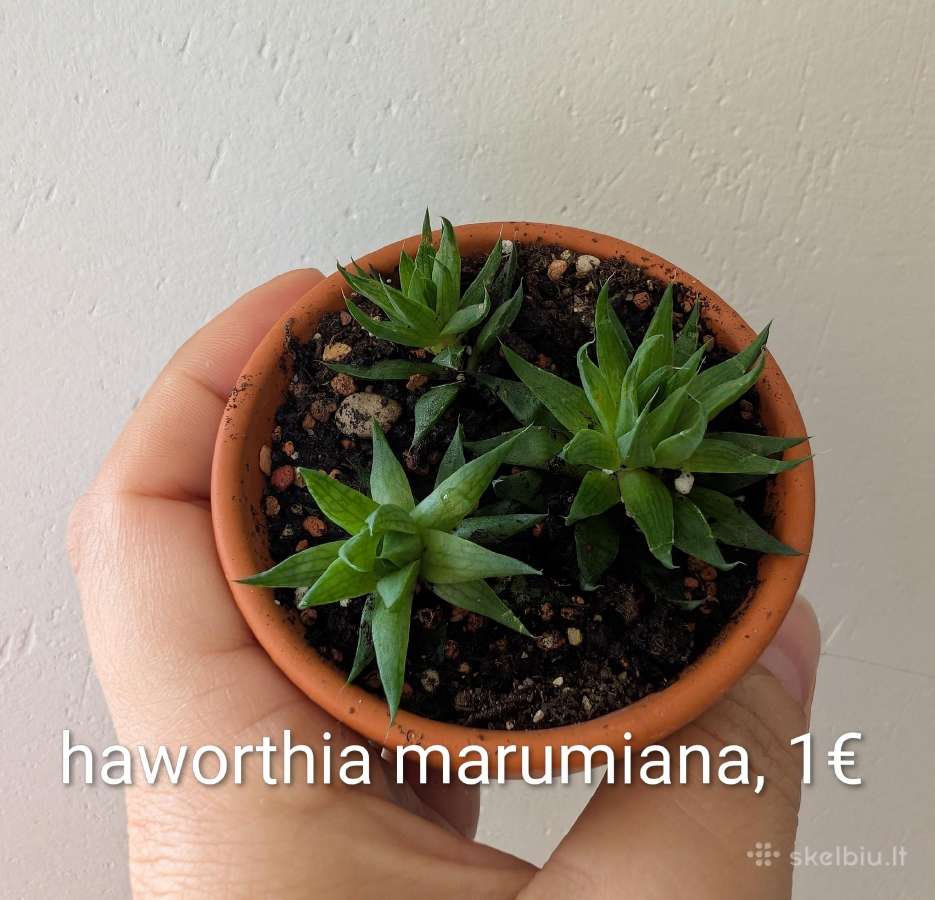 Sukulentai ceropegia, gasteria, haworthia ir kiti - nuotraukos Nr. 4