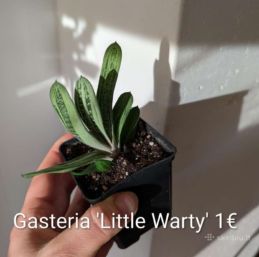 Sukulentai ceropegia, gasteria, haworthia ir kiti - nuotraukos Nr. 5