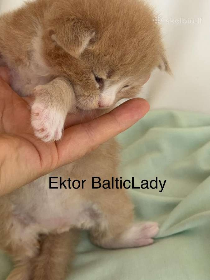 Kilmingas Meino Meškenas Ektor