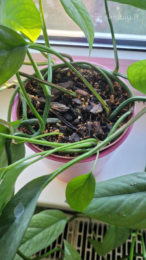 Skindapas Cebu Blue (Epipremnum pinnatum) - nuotraukos Nr. 3