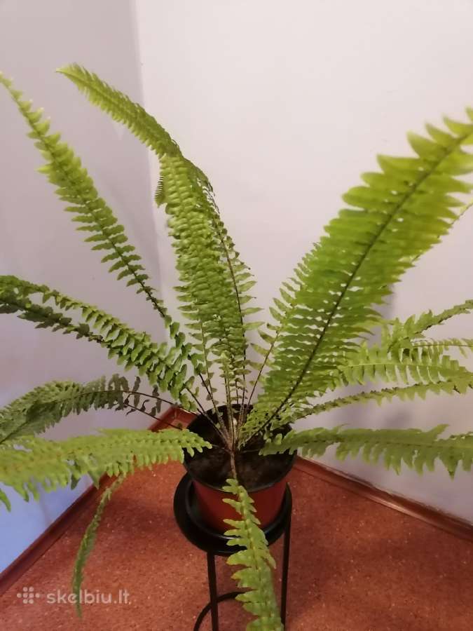 Papartis - nuotraukos Nr. 2