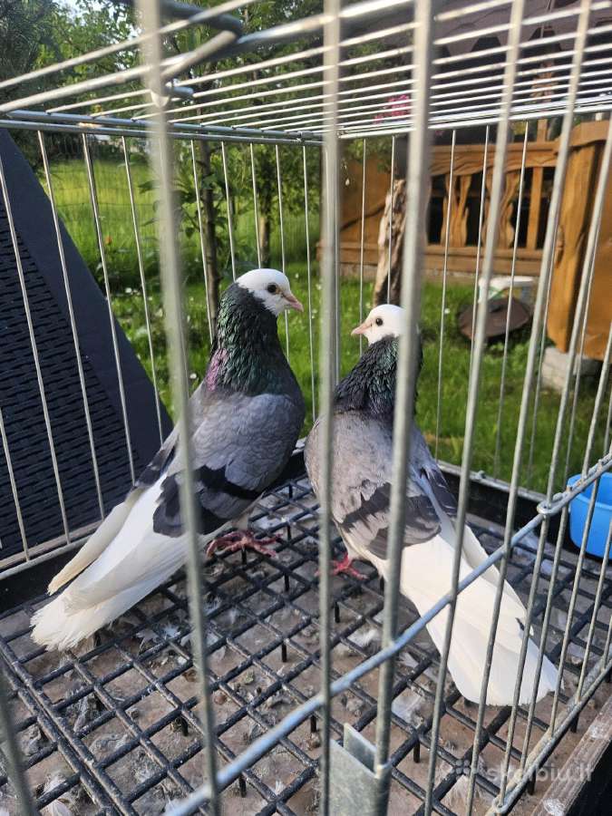 Maulemansai tigriniai permes baltagalviai