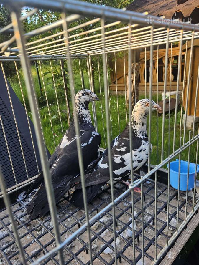 Maulemansai tigriniai permes baltagalviai - nuotraukos Nr. 2