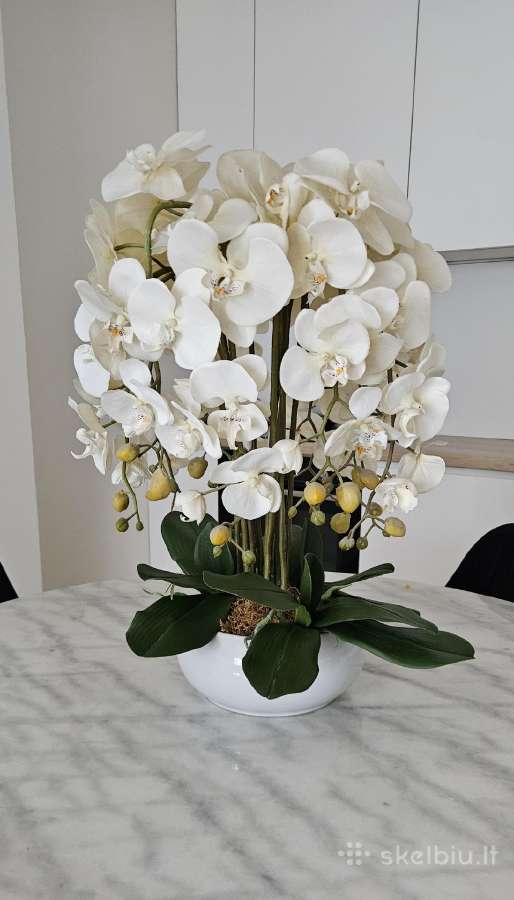 Dirbtine orchideja + geliu dezute