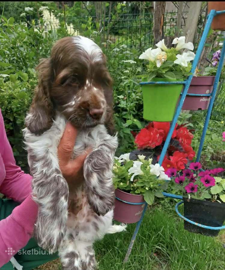 Anglų koker spanieliai / Lkd / Fci