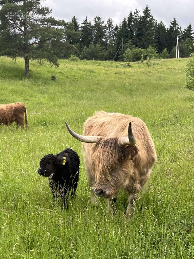 Parduodam Hailendų karvę su veršiuku - nuotraukos Nr. 2