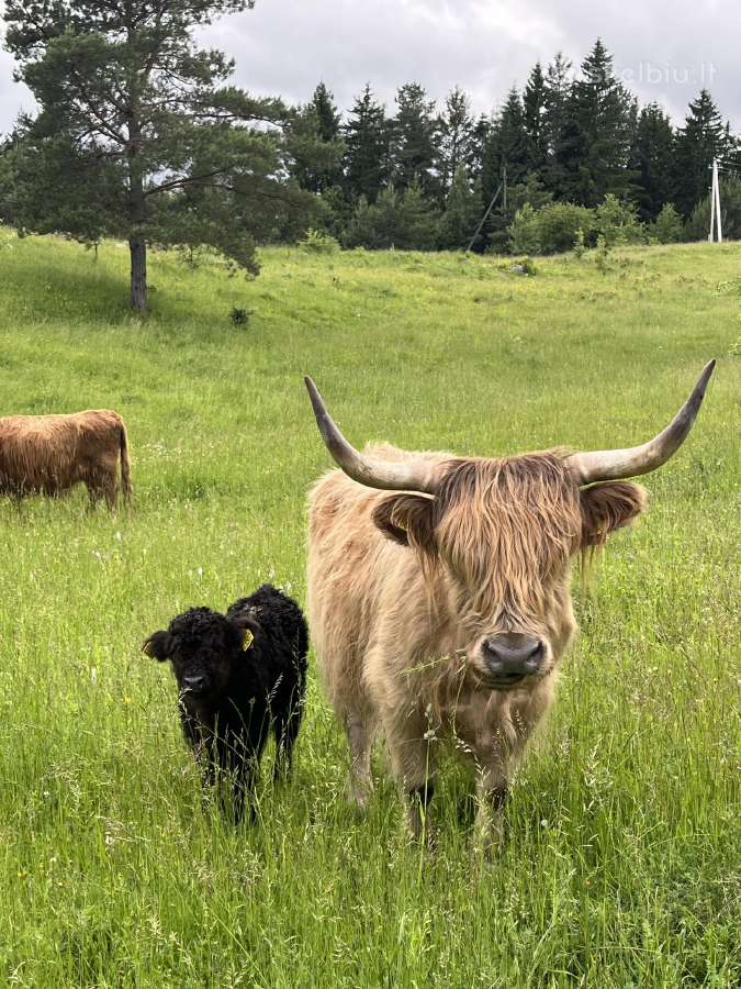 Parduodam Hailendų karvę su veršiuku - nuotraukos Nr. 3