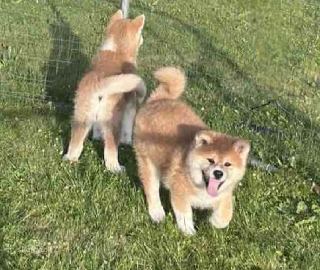 Parduodu Japonu akita inu veislės kalytes