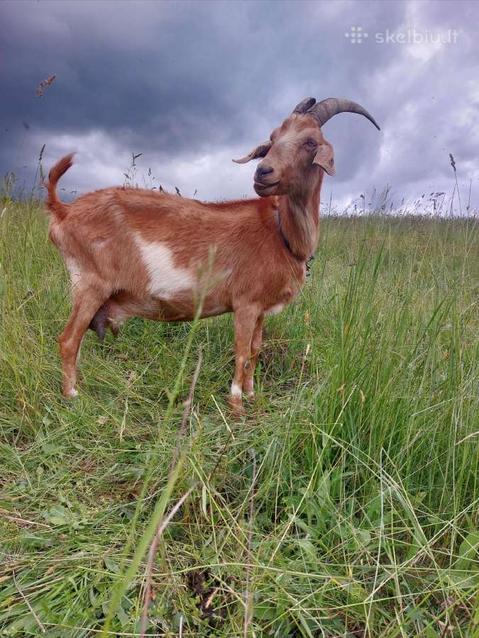 Melžiama ožka ir metinės ožkytės
