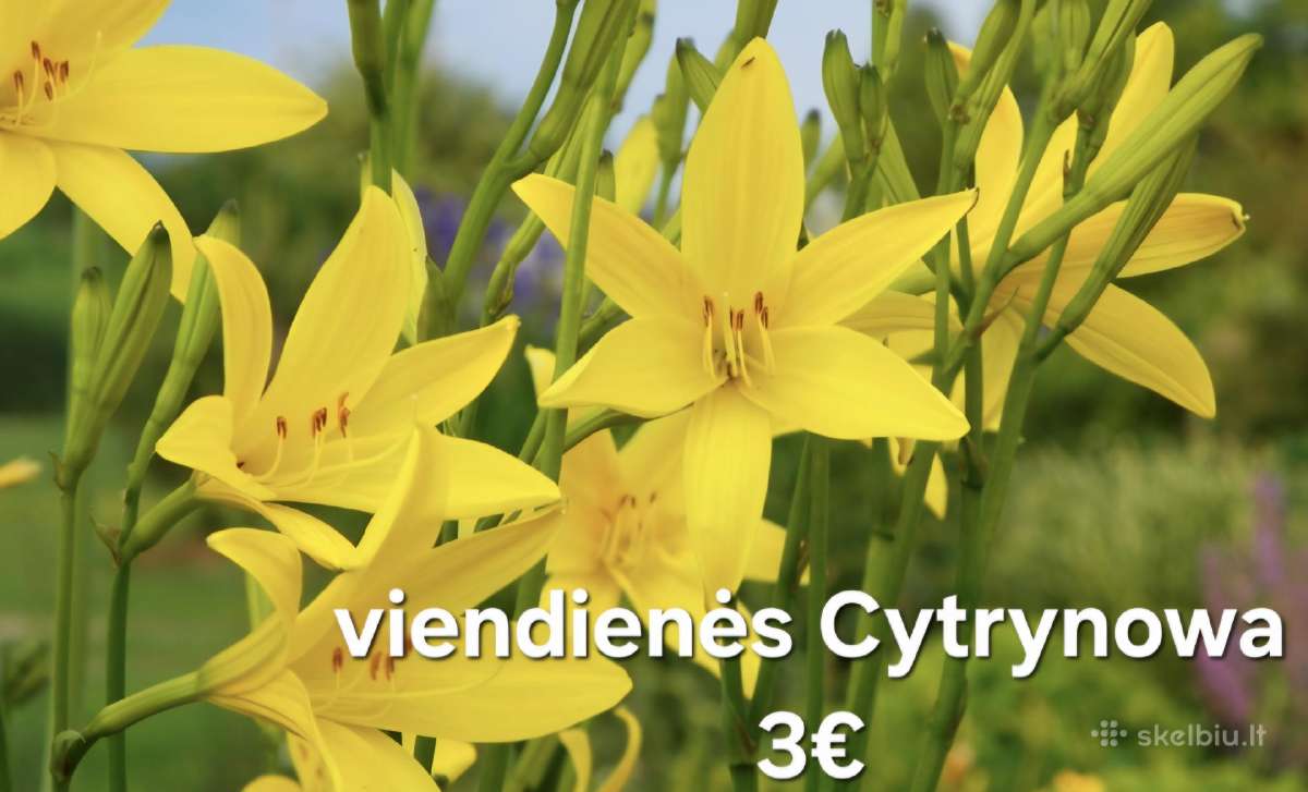 Viendienės Cytrynowa,šokoladinė mėta,šaltmėtė.