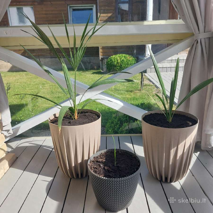 Palmė