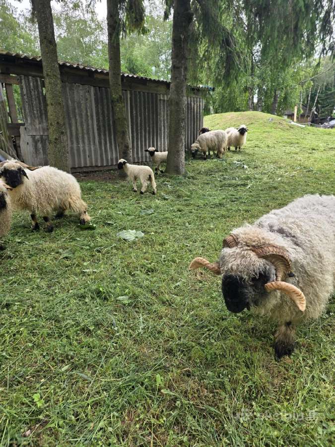 Parduodu Juodnosys avys - nuotraukos Nr. 2