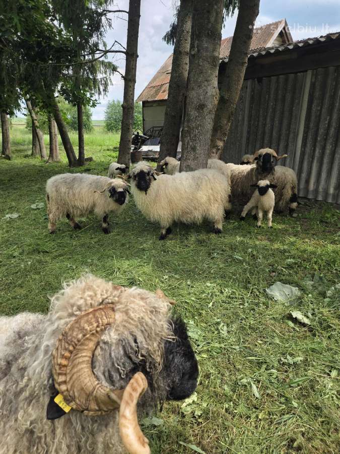 Parduodu Juodnosys avys - nuotraukos Nr. 4